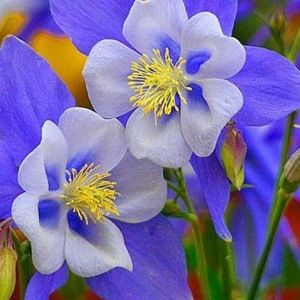 Meet your Posher, Pam